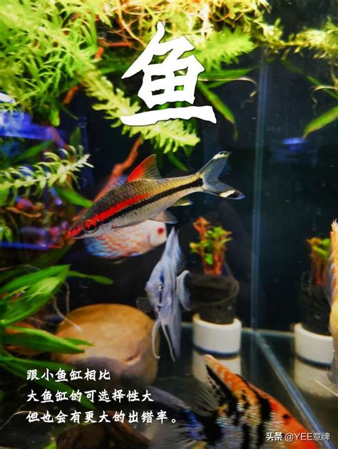 魚缸大小養魚數量|魚缸養多少魚合適，這個公式告訴你，再也不用請教別。